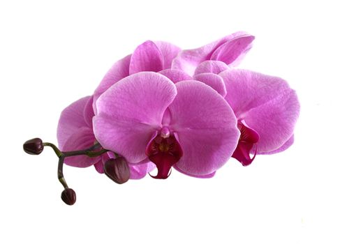 moth orchids isolated on white - phalaenopsis orchids