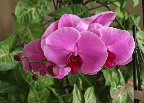indoor flowesr of moth orchids - phalaenopsis