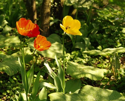 three open and wild tulips