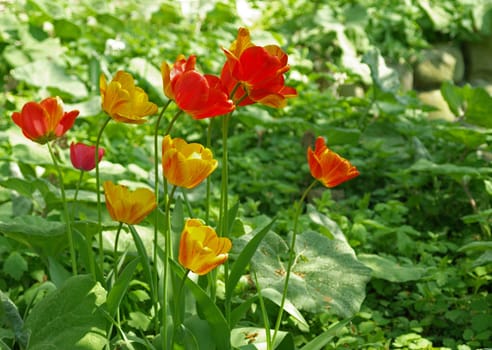colorful wild tulips in bloom under tree bushes