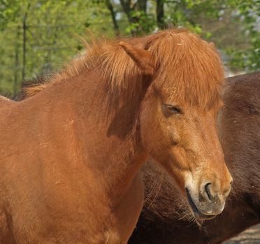 headshot of an icelandic horse on a clear and sunny day