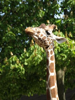 head-shot of an african giraffe behind tree leaves