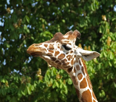 headshot of an african giraffe