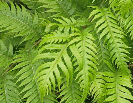 leaves of rooting chainfern - woodwardia radicans    