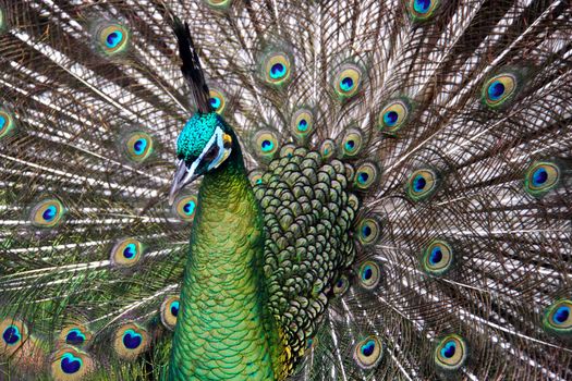 Male Green Peafowl (Peacock) - Pavo muticus - from Southeast Asia. Endangered Species 