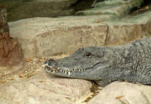 a resting alligator
