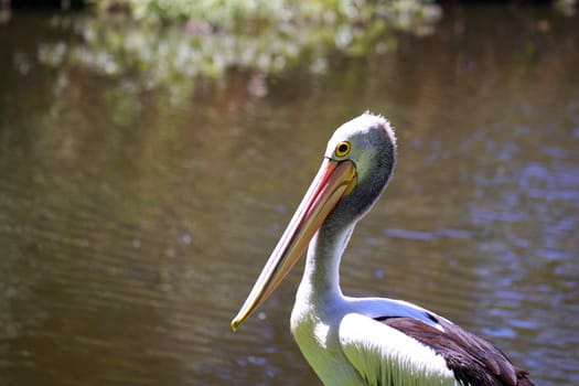 Australian Pelican - Pelecanus Conspicillatus - along the River Torrens, Adelaide, Australia