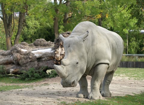 big rhinoceros at the zoo