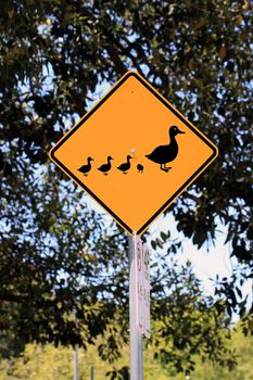 Duck Crossing Warning Road Sign - Current Australian Road Sign