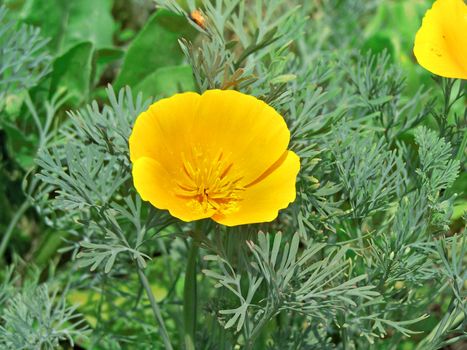 Close up of the yellow mexican poppy.
