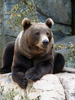 brown grizzly bear seated on a rock