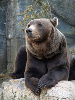 brown grizzly bear sitting on a rock