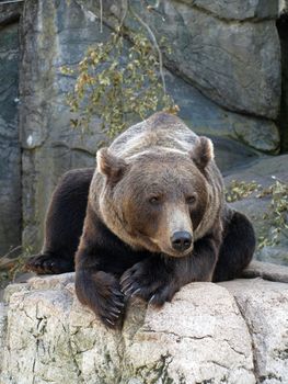 brown grizzly bear sitting on a rock