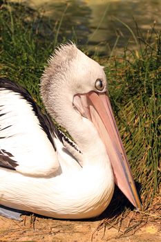 Australian Pelican - Pelecanus Conspicillatus