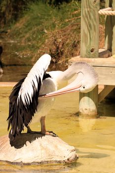 Australian Pelican Grooming on Rock - Pelecanus Conspicillatus