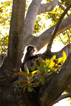 Backlit Dusky Leaf Monkey - eating leaves of a Mortan Bay Fig Tree