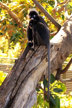 Dusky Leaf Monkeys - Semnopithecus obscurus - in a Morton Bay Fig Tree