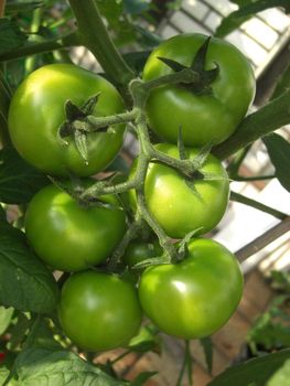 green unripened tomatoes on the vine forming a sixpack