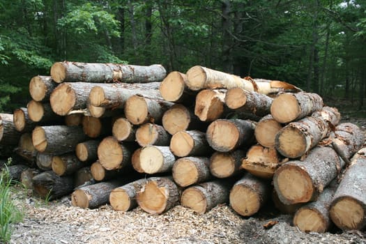 Wide shot of a stack of logs, waiting to be milled into lumber