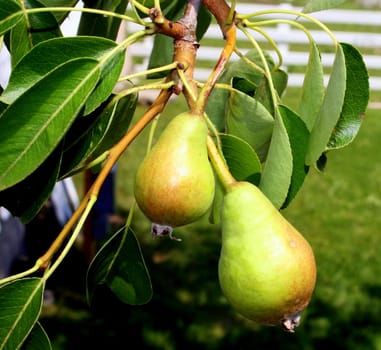 A pair of young pears, growing 