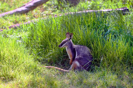 Yellow-Footed Rock-Wallaby - Petrogale xanthopus