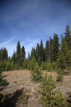 Hilly terrain and forest at Yellowstone Park