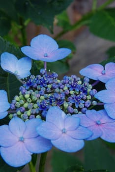 Blue and pink Hydrangea in various stages of flowering, from flower to buds bursting open.