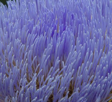 A closeup view of purple Artichoke flower stamin