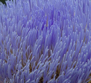 A closeup view of purple Artichoke flower stamin