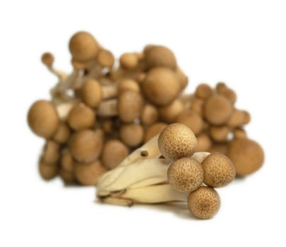 Heap of raw Buna Shimeji mushrooms isolated on white