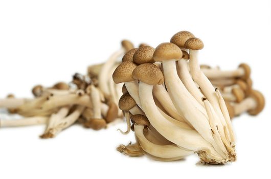 Heap of raw Buna Shimeji mushrooms isolated on white