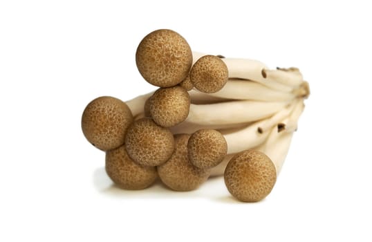 Heap of raw Buna Shimeji mushrooms isolated on white