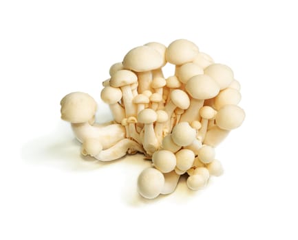 Heap of raw White Crab Mushrooms isolated on white