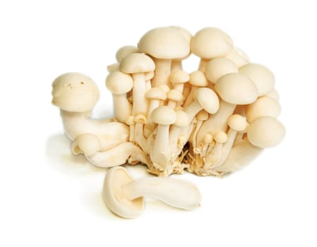 Heap of raw White Crab Mushrooms isolated on white