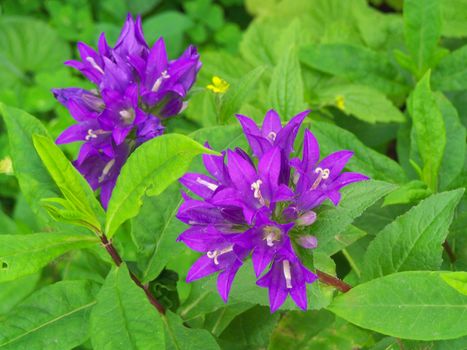 Close up of the two campanula blossoms.