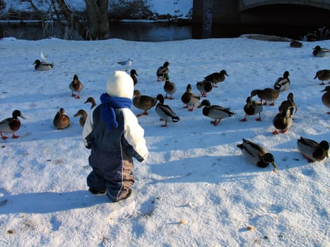 Young child plays with ducks in the snow