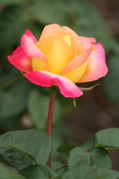 Single pink and yellow rose