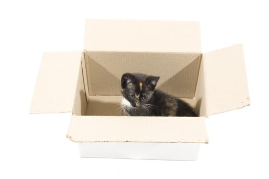 cute kitten in a cardboard box isolated on white