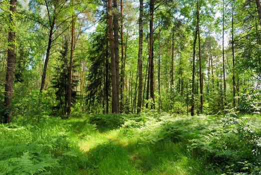 Summer forest in a sunny day