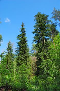 Summer forest in a sunny day, looking up