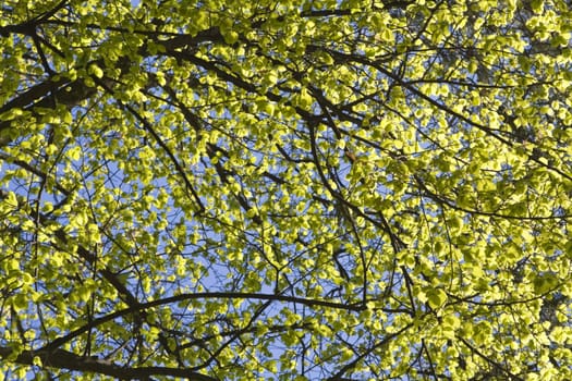 Image of a summer tree full of green leaves.