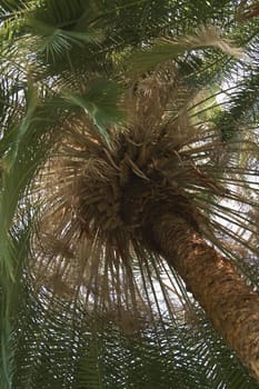 Down-up image of a palm in a jungle forest.