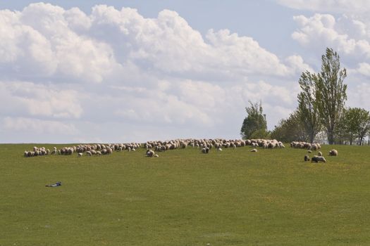 Herd of sheep grazing on a beautiful summer day. 
