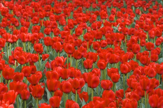 Beautiful field of red tulips-useful natural background.