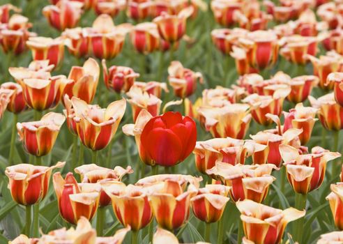 A red tulip in a field full of yellow red striped tulips.