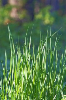 HDR image of a grass bunch in a forest.Shot with Canon 70-200mm f/2.8L IS USM