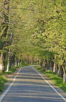 Asphalt road in a summer green park.Shot with Canon 70-200mm f/2.8L IS USM