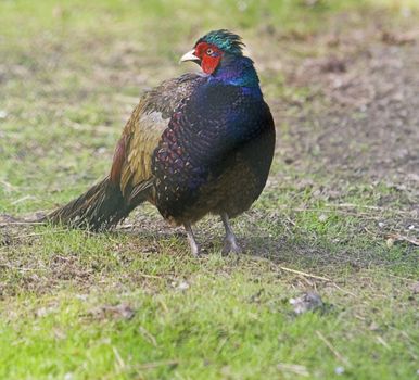 Profile of a wild pheasant (fam. Phasianidae) in a field.Shot with Canon 70-200mm f/2.8L IS USM