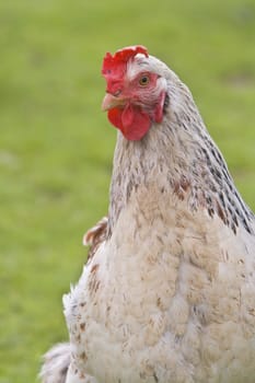 Close-up image of a rooster against a green blurred background.Shot with Canon 70-200mm f/2.8L IS USM