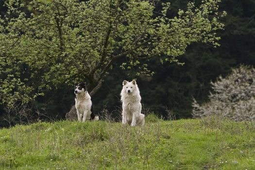 Two dogs scrutinizing the surroundings in a forest.